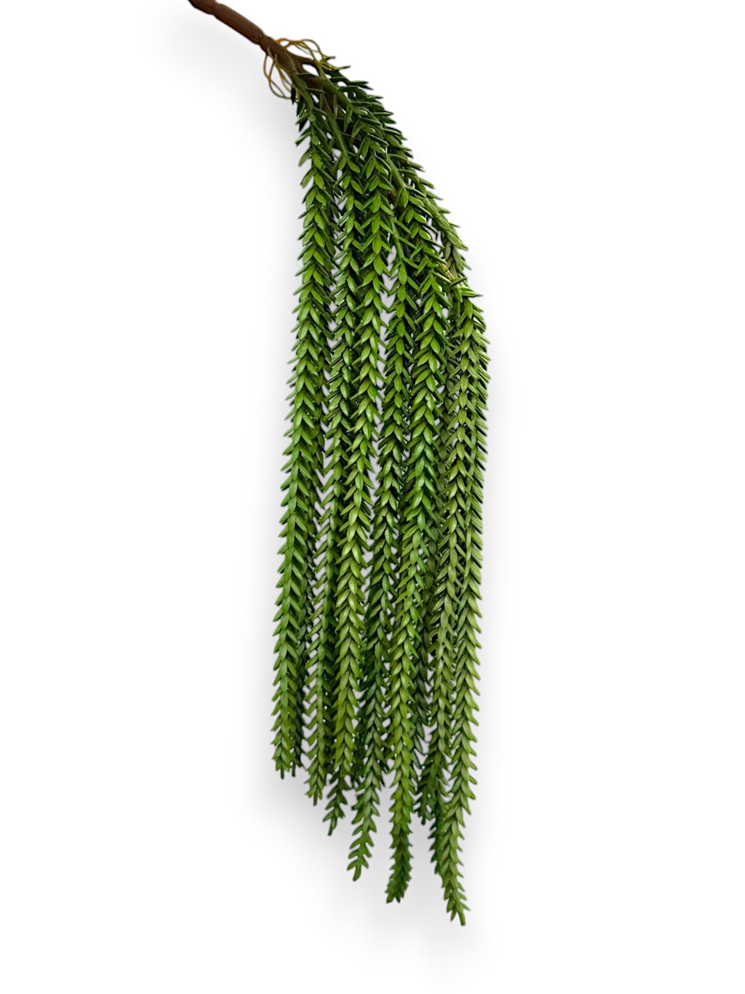 HANGING PLANT 19"