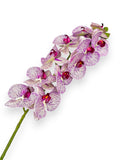PHALEANOPSIS STEM REAL TOUCH 37"