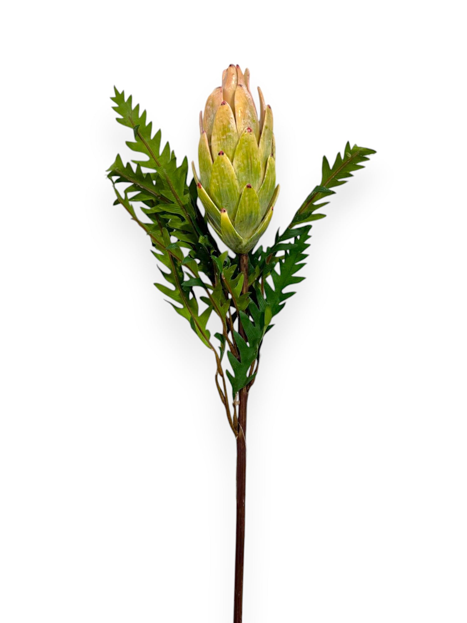 Protea – Chan's Silk Flowers, inc
