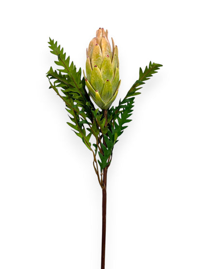 PROTEA 23"