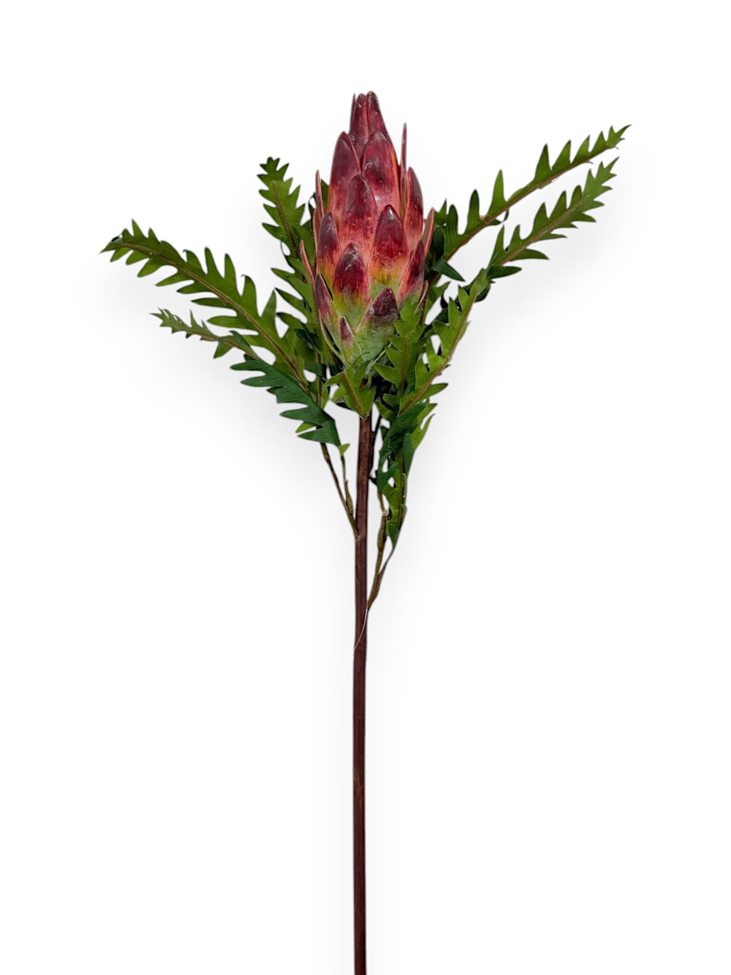 PROTEA 23"