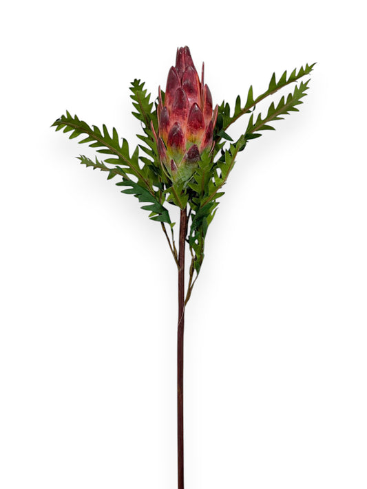 PROTEA 23"