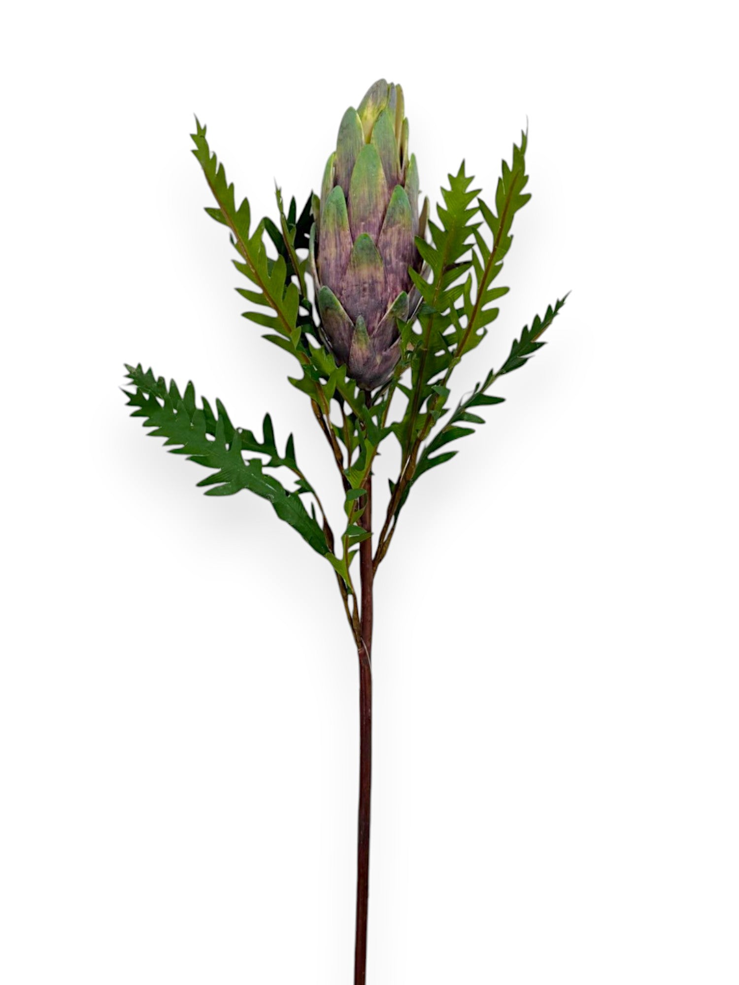 PROTEA 23"