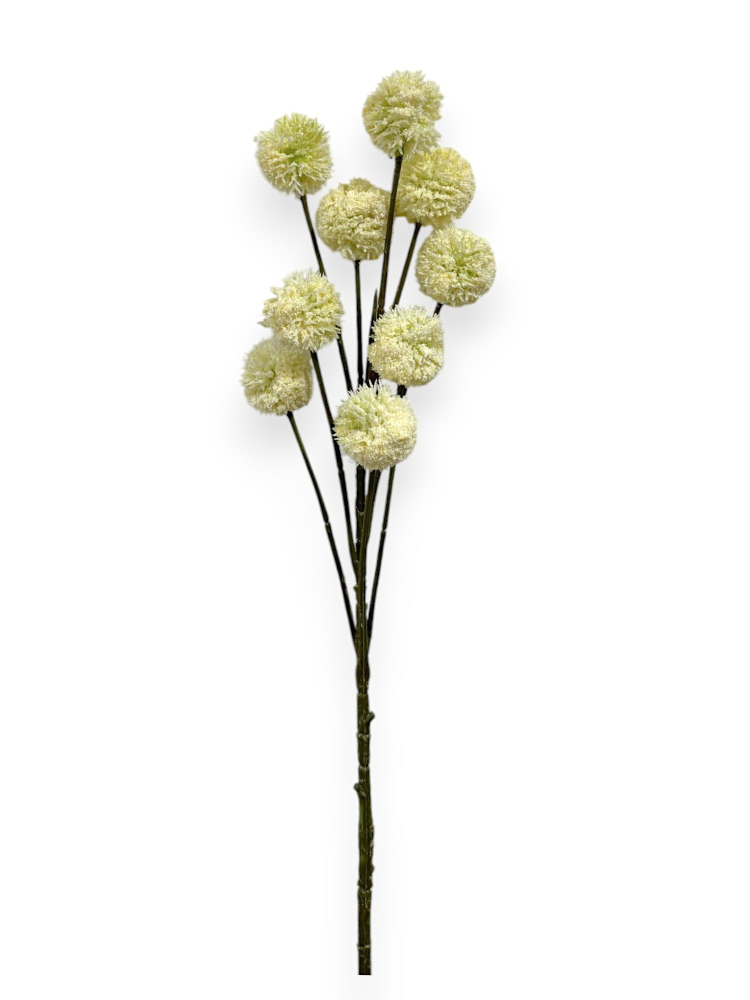 BILLY BUTTON SPRAY 49CM