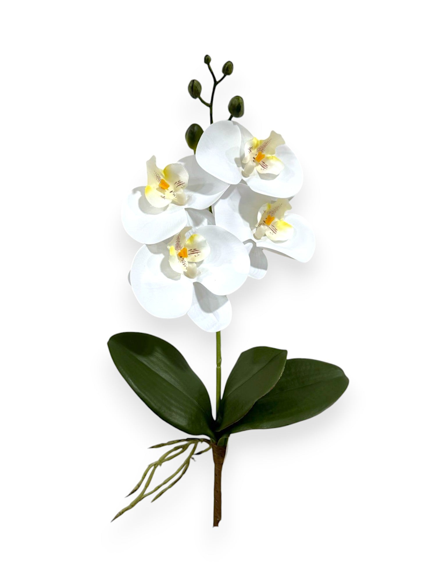 PHALAENOPSIS SPRAY 17"