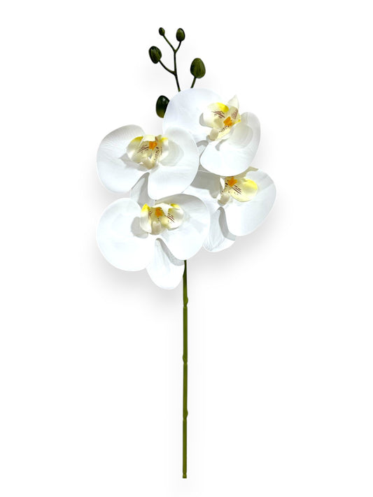 PHAL. SPRAY 20"