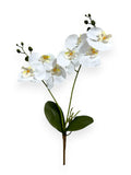 PHAL. SPRAY X2 22"