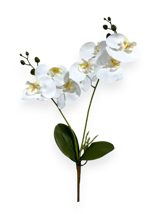 PHAL. SPRAY X2 22"