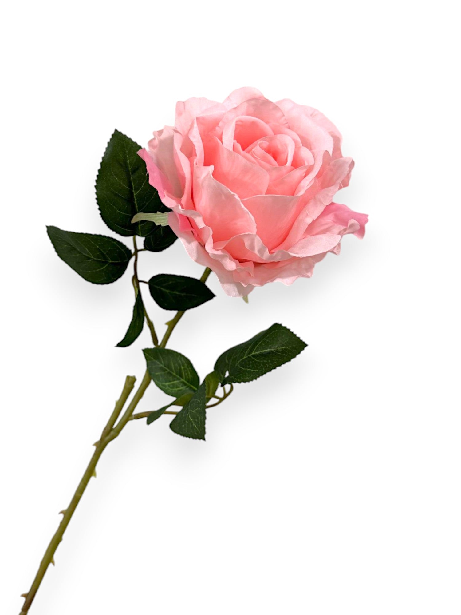 ROSE SPRAYX1 22"