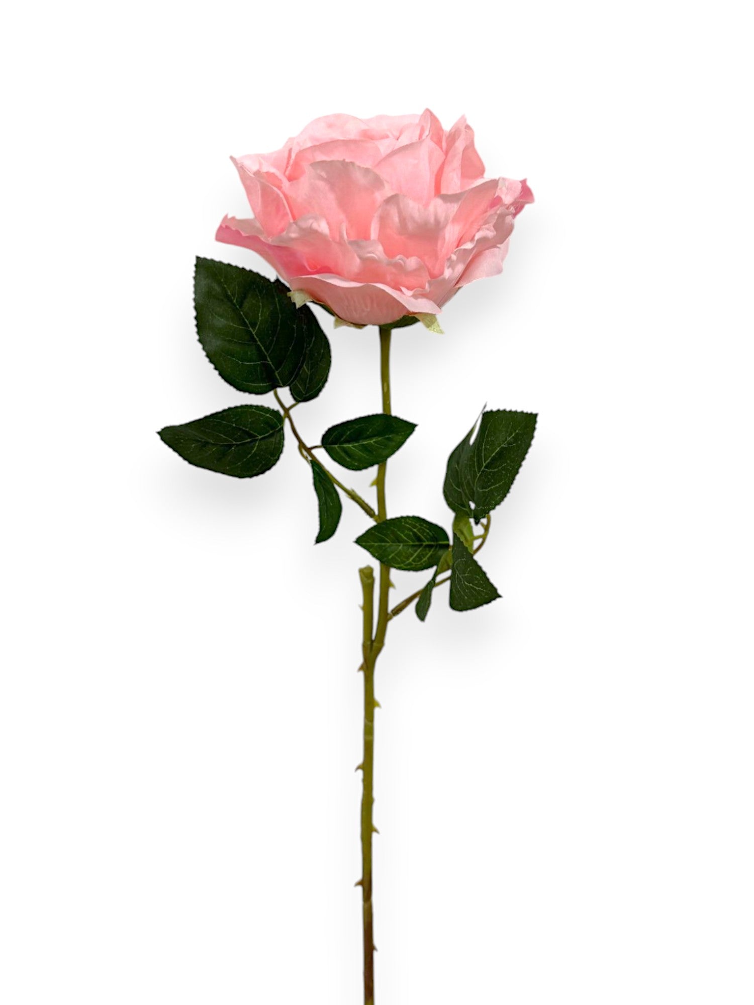 ROSE SPRAYX1 22"