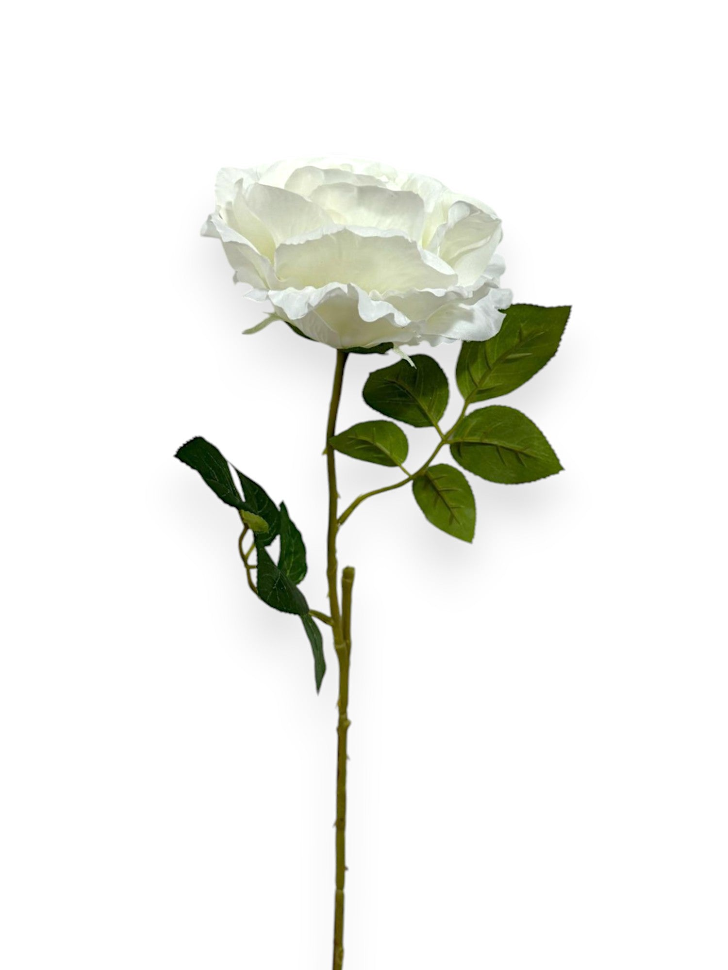 ROSE SPRAYX1 22"