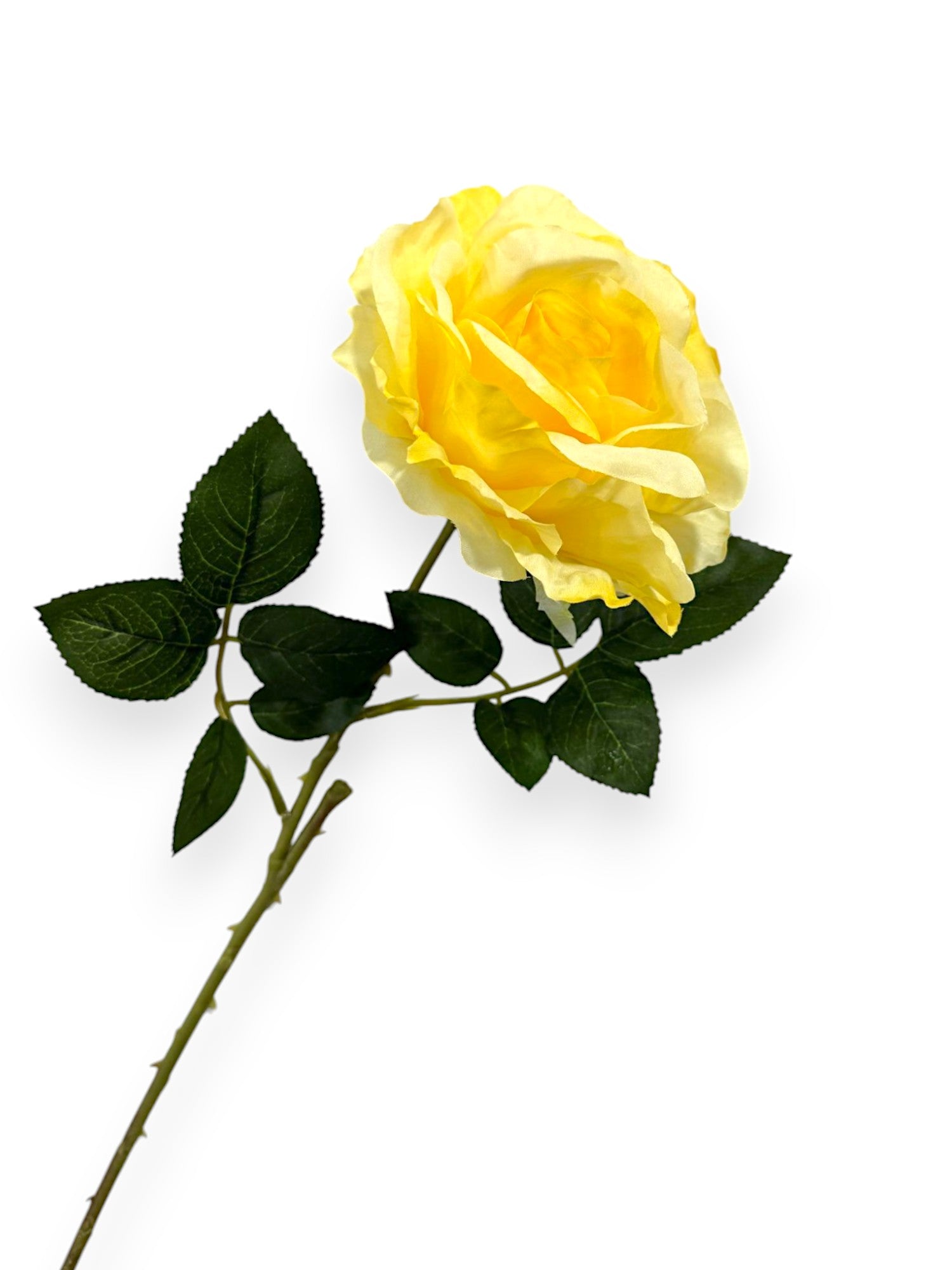 ROSE SPRAYX1 22"