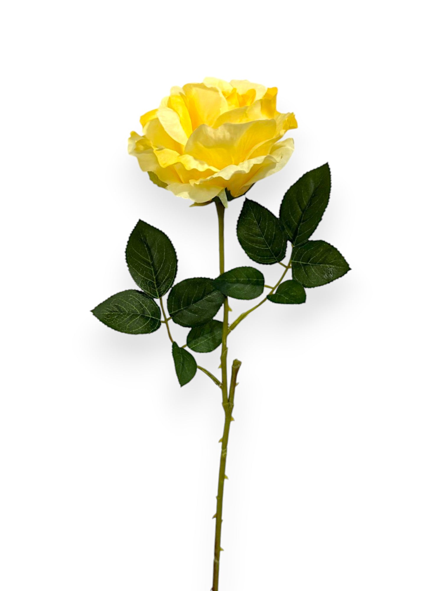 ROSE SPRAYX1 22"
