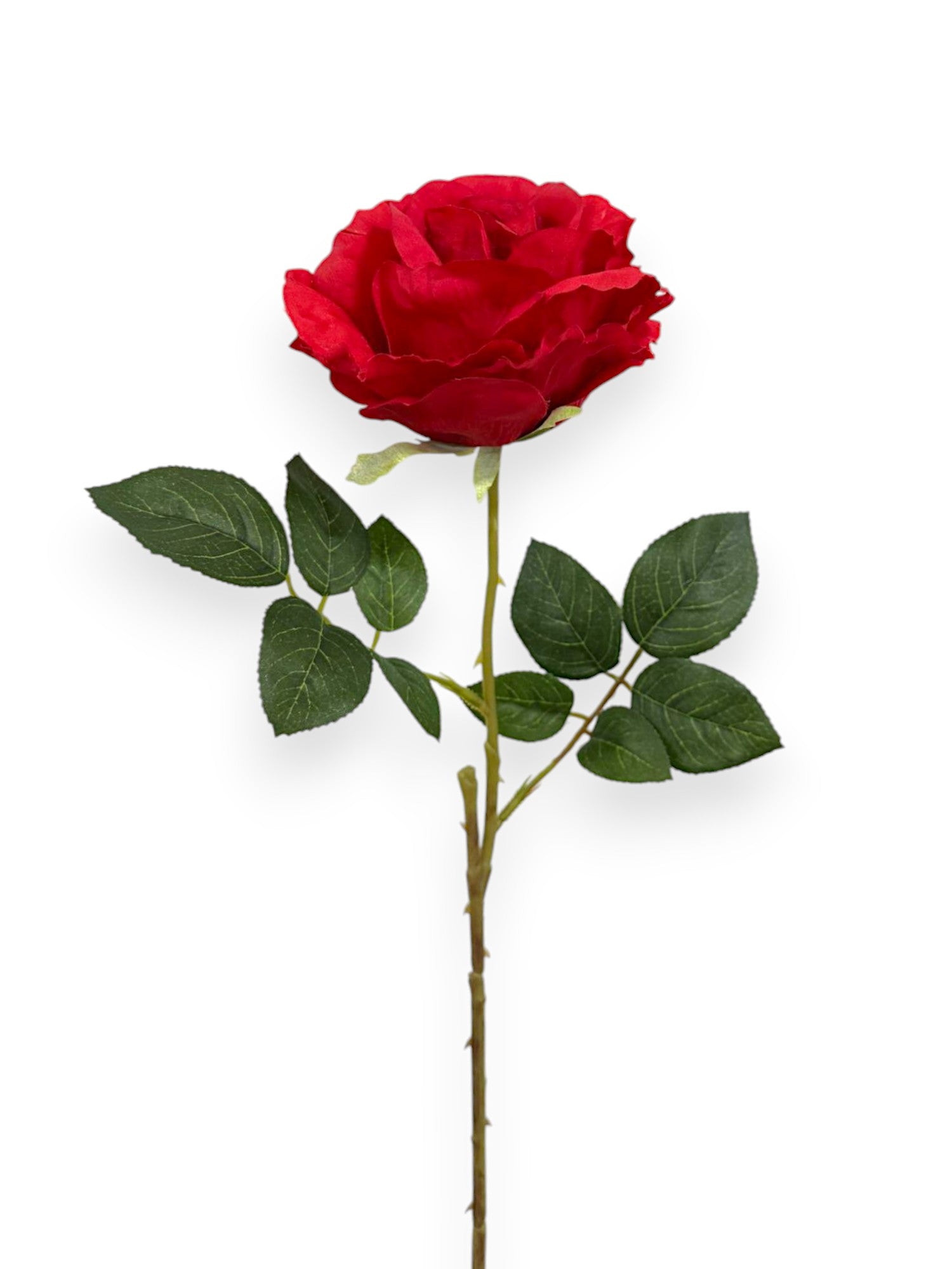 ROSE SPRAYX1 22"