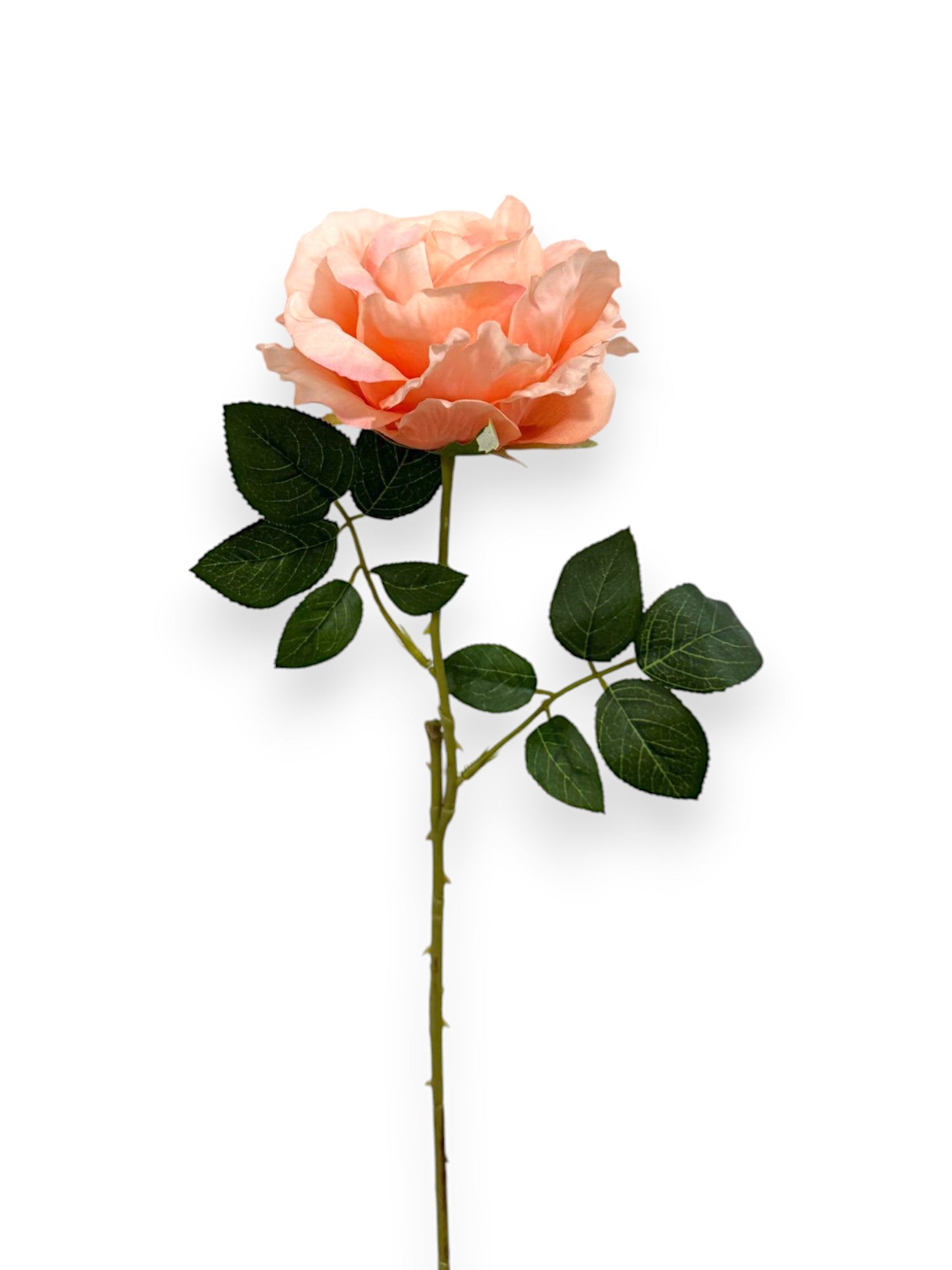 ROSE SPRAYX1 22"