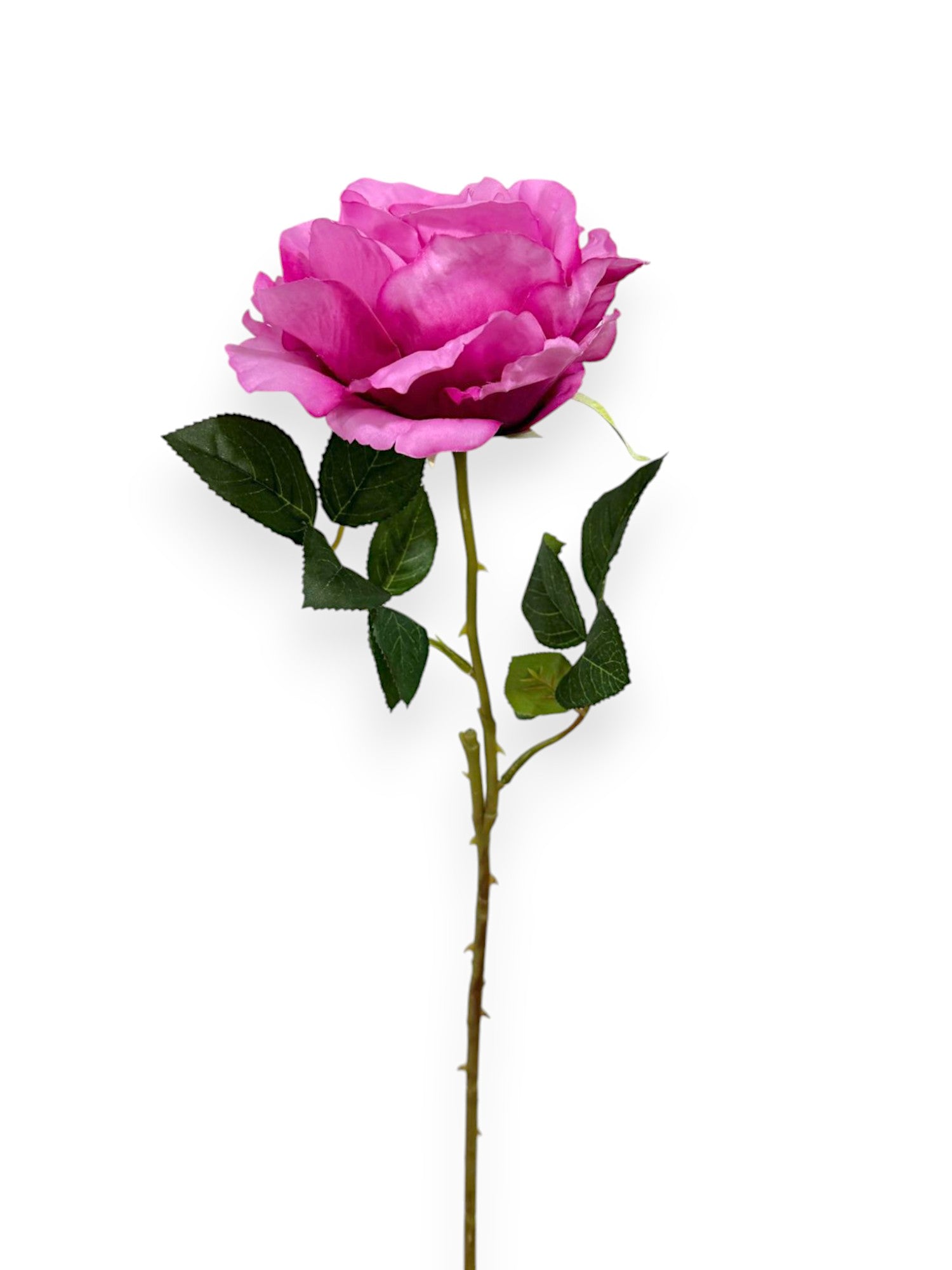 ROSE SPRAYX1 22"