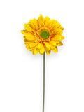 GERBERA SPRAY 57CM