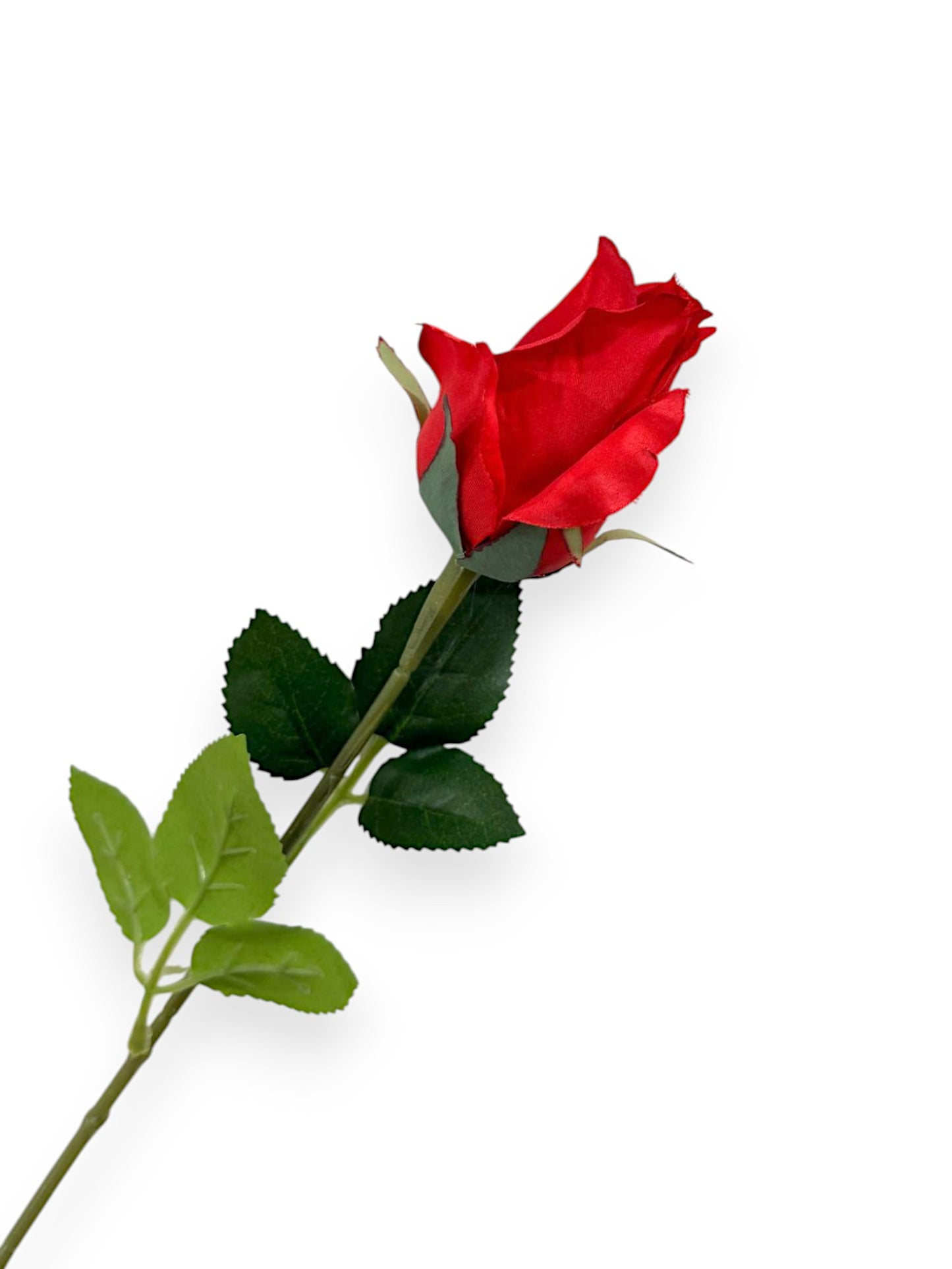 ROSE BUD SINGLE 21"
