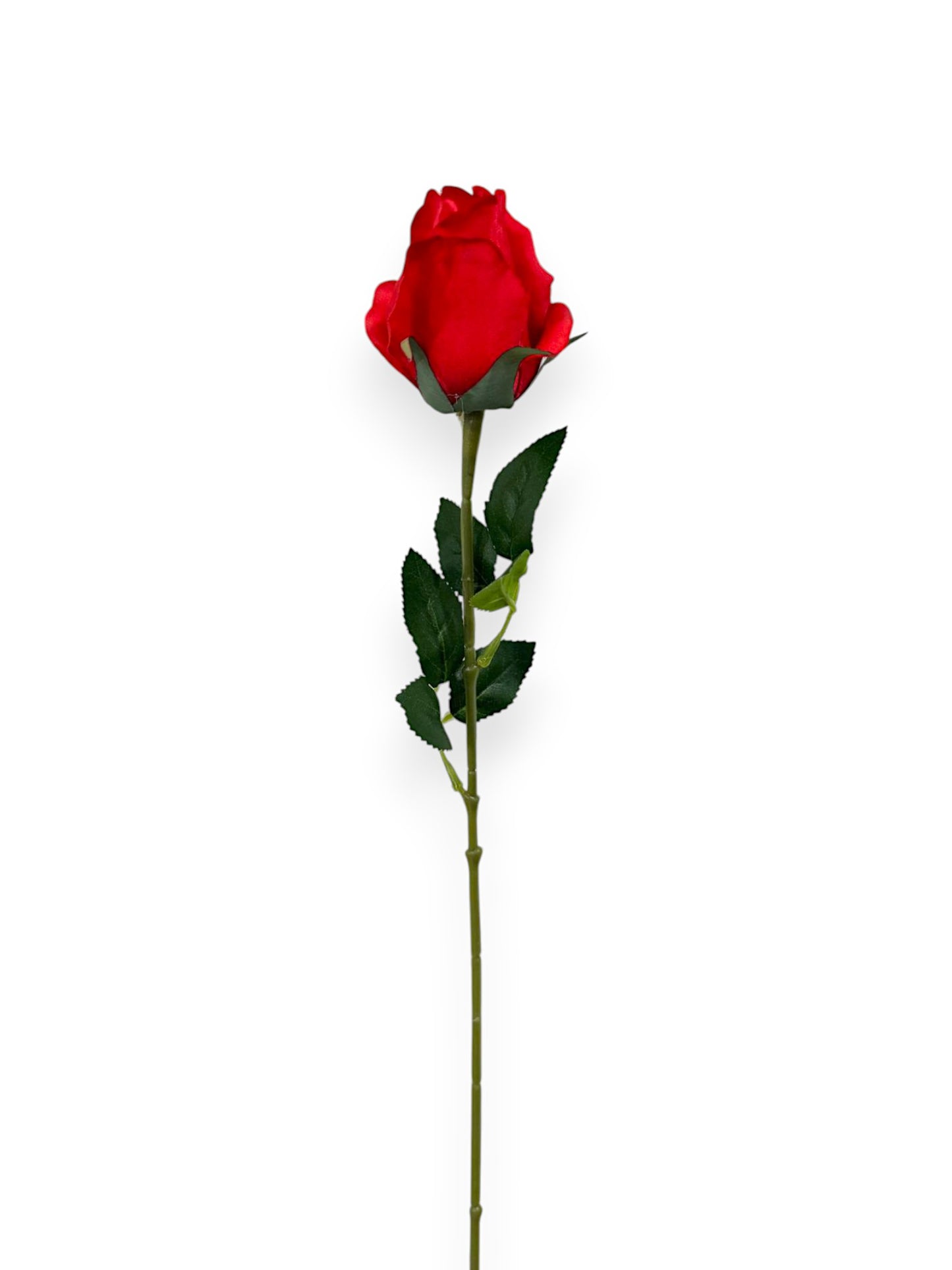 ROSE BUD SINGLE 21"