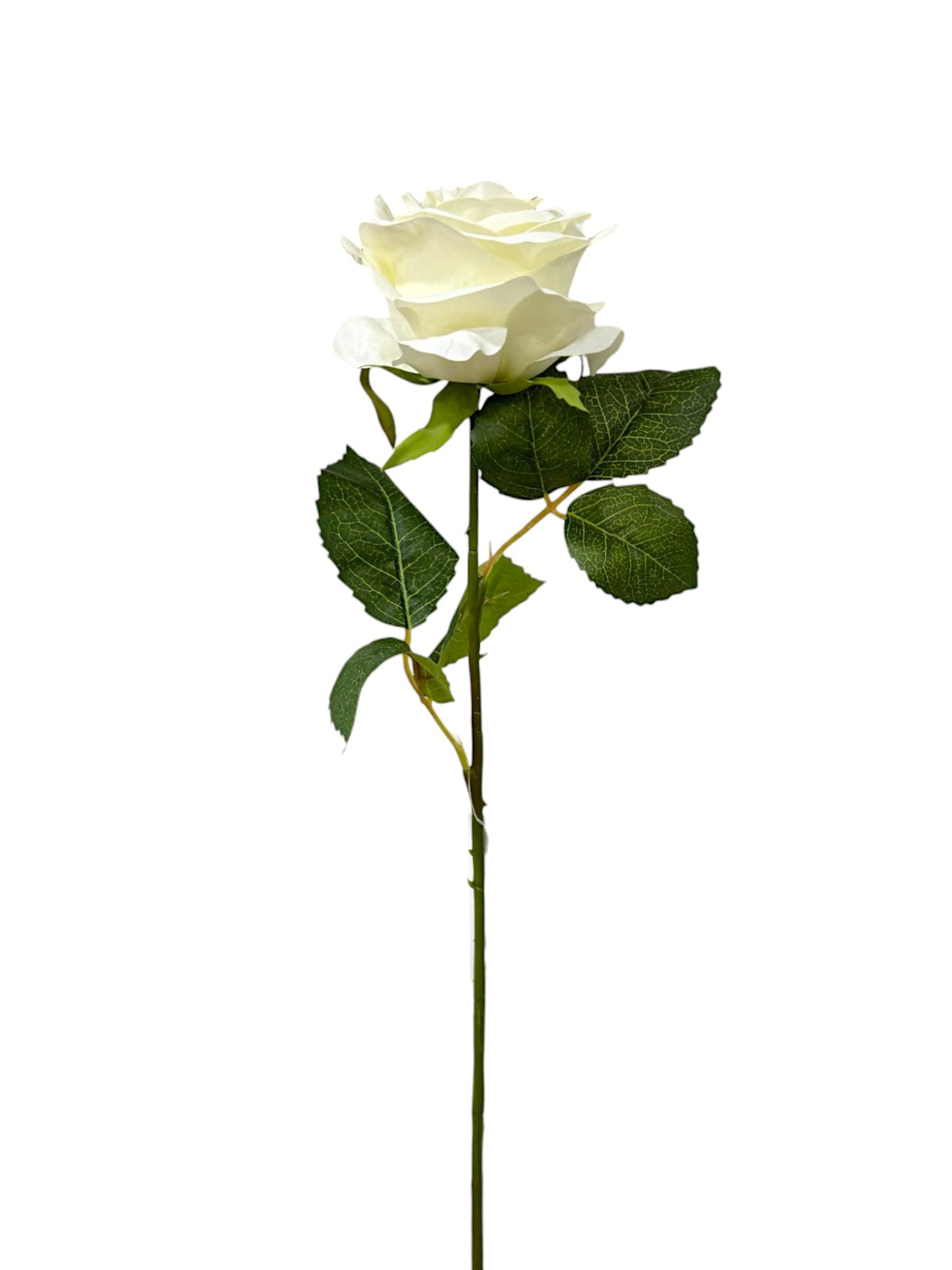 OPEN ROSE 20"
