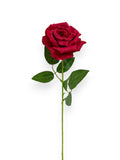 ROSE W/THORNS ST 26"