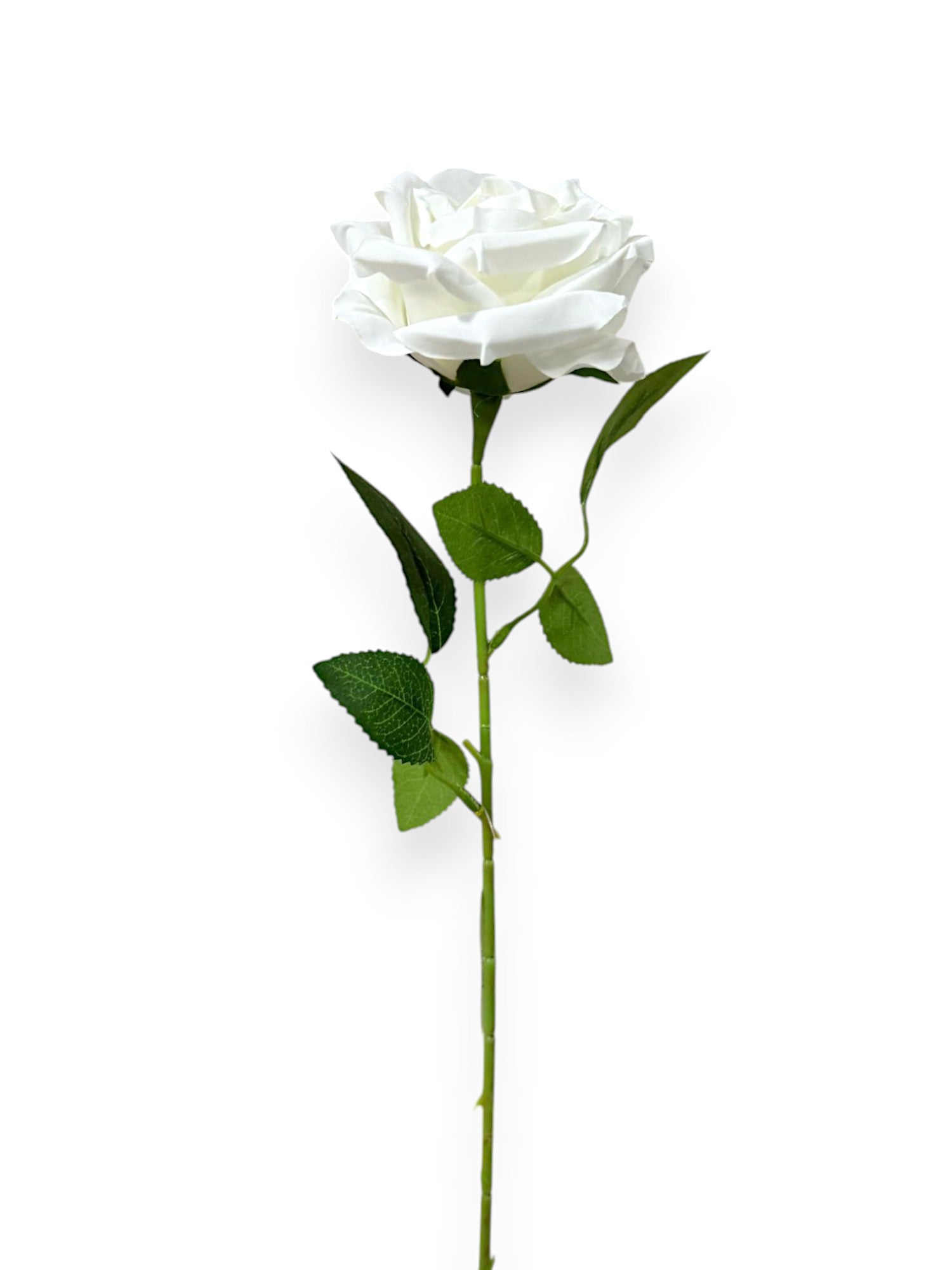 ROSE W/THORNS ST 26"