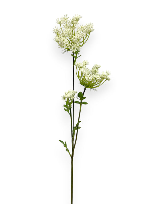 QUEEN ANN LACE LG