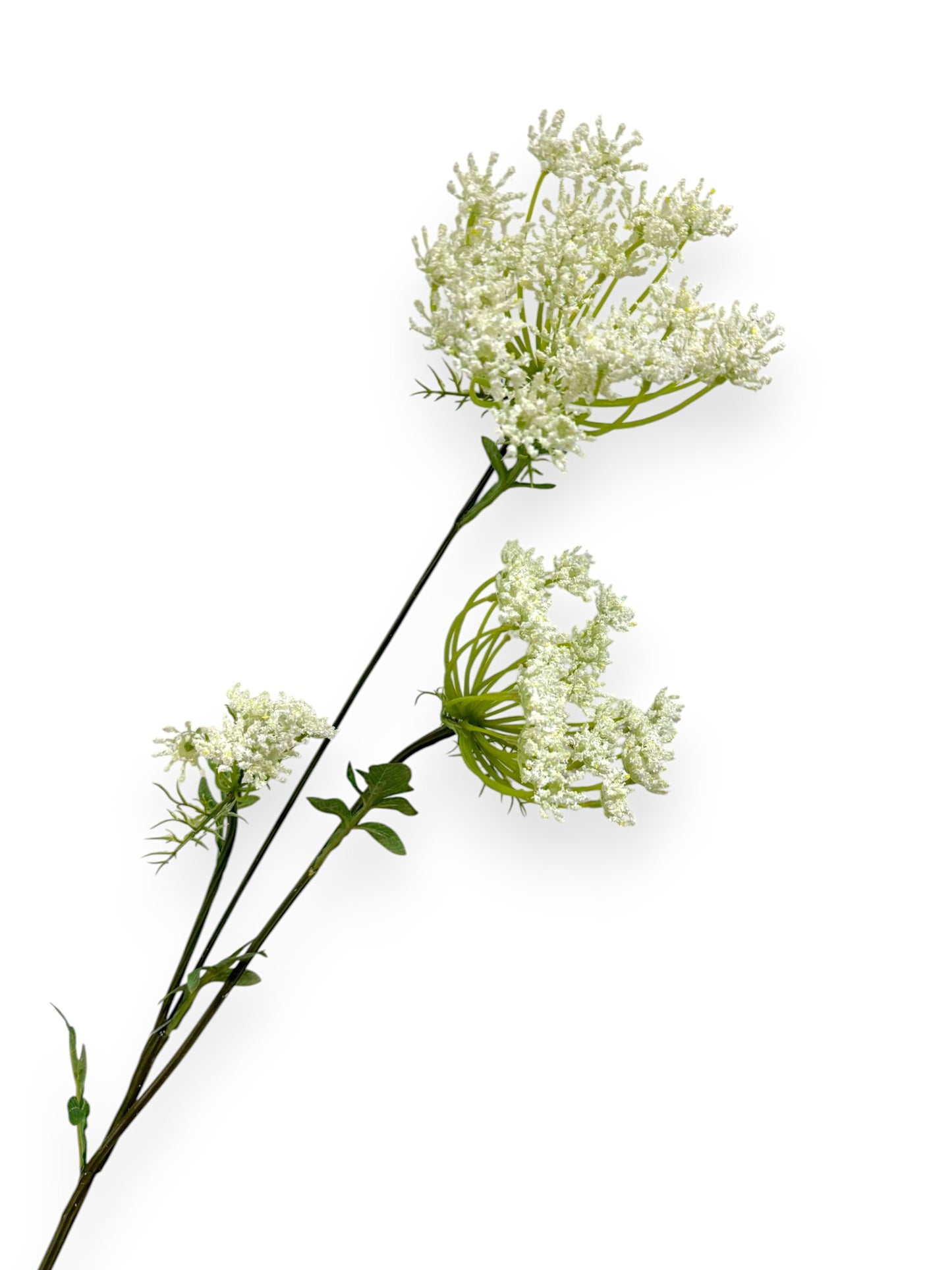 QUEEN ANN LACE LG
