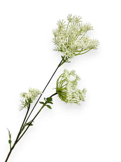 QUEEN ANN LACE LG