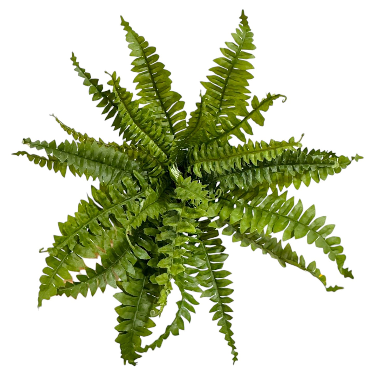 BOSTON FERNX27 28"