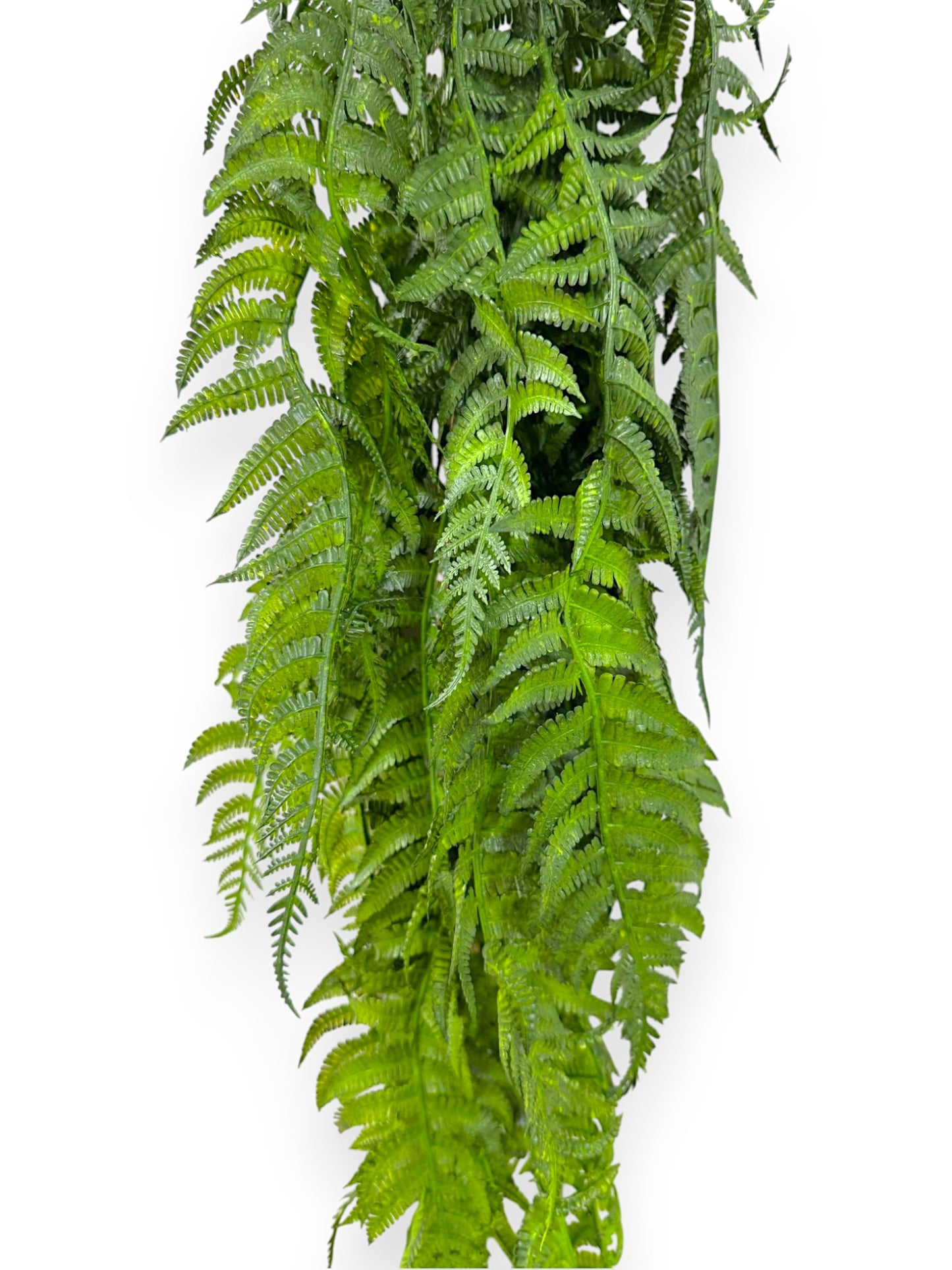HNG FERN PLTS 2PCS