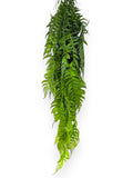 HNG FERN PLTS 2PCS