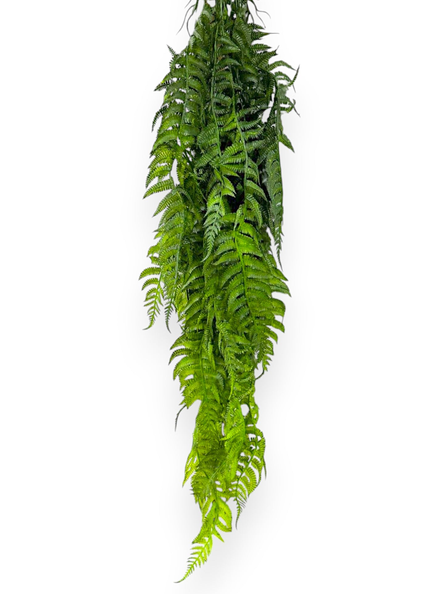 HNG FERN PLTS 2PCS