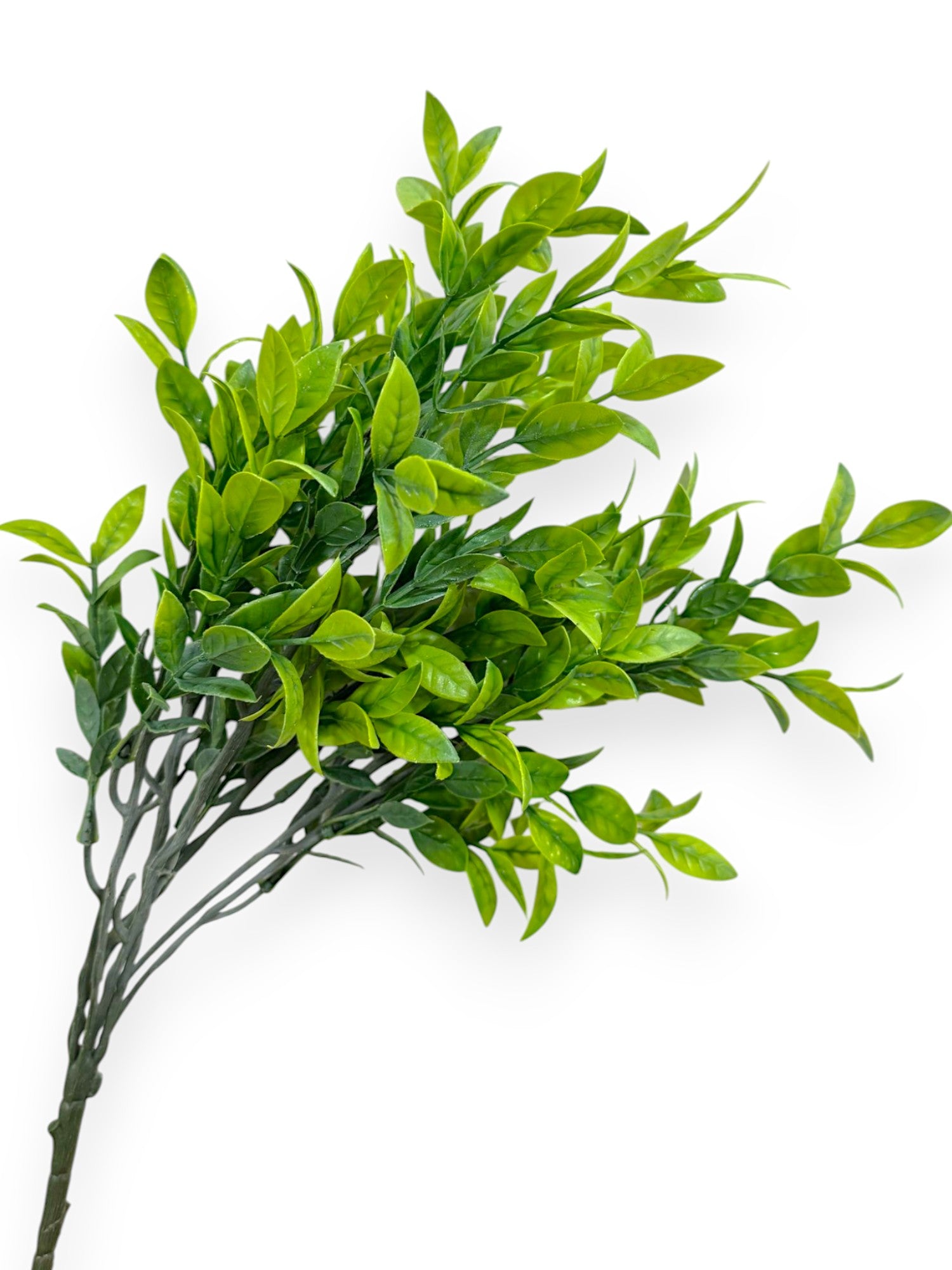 BOXWOOD X7 17"