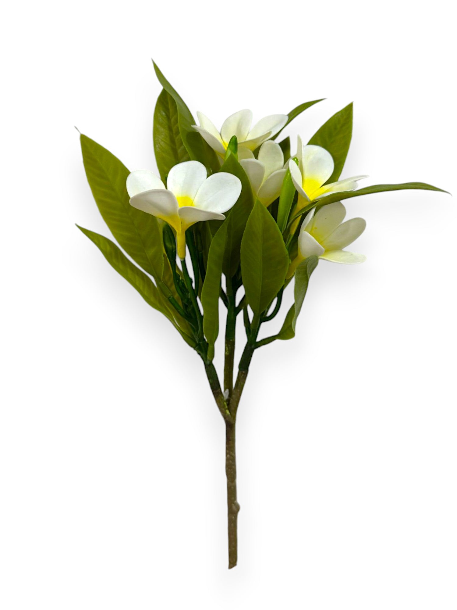 PLUMERIA BUSH 34CM