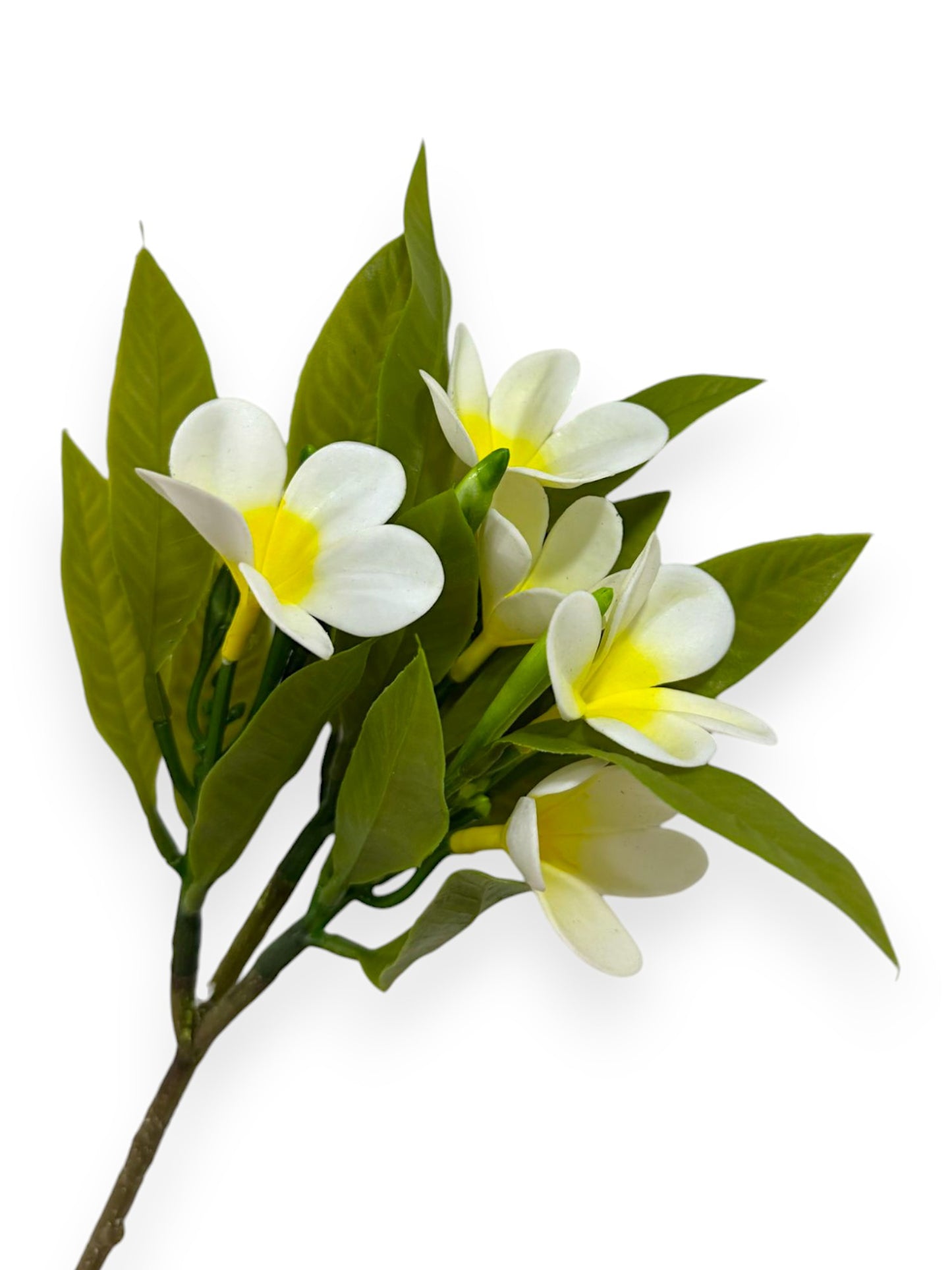 PLUMERIA BUSH 34CM