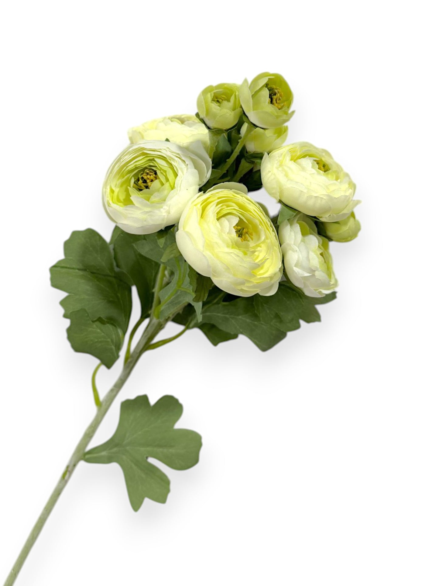 RANUNCULUS STEM 21"
