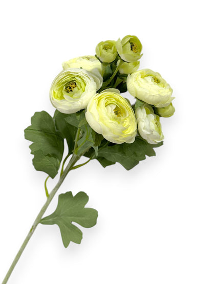 RANUNCULUS STEM 21"