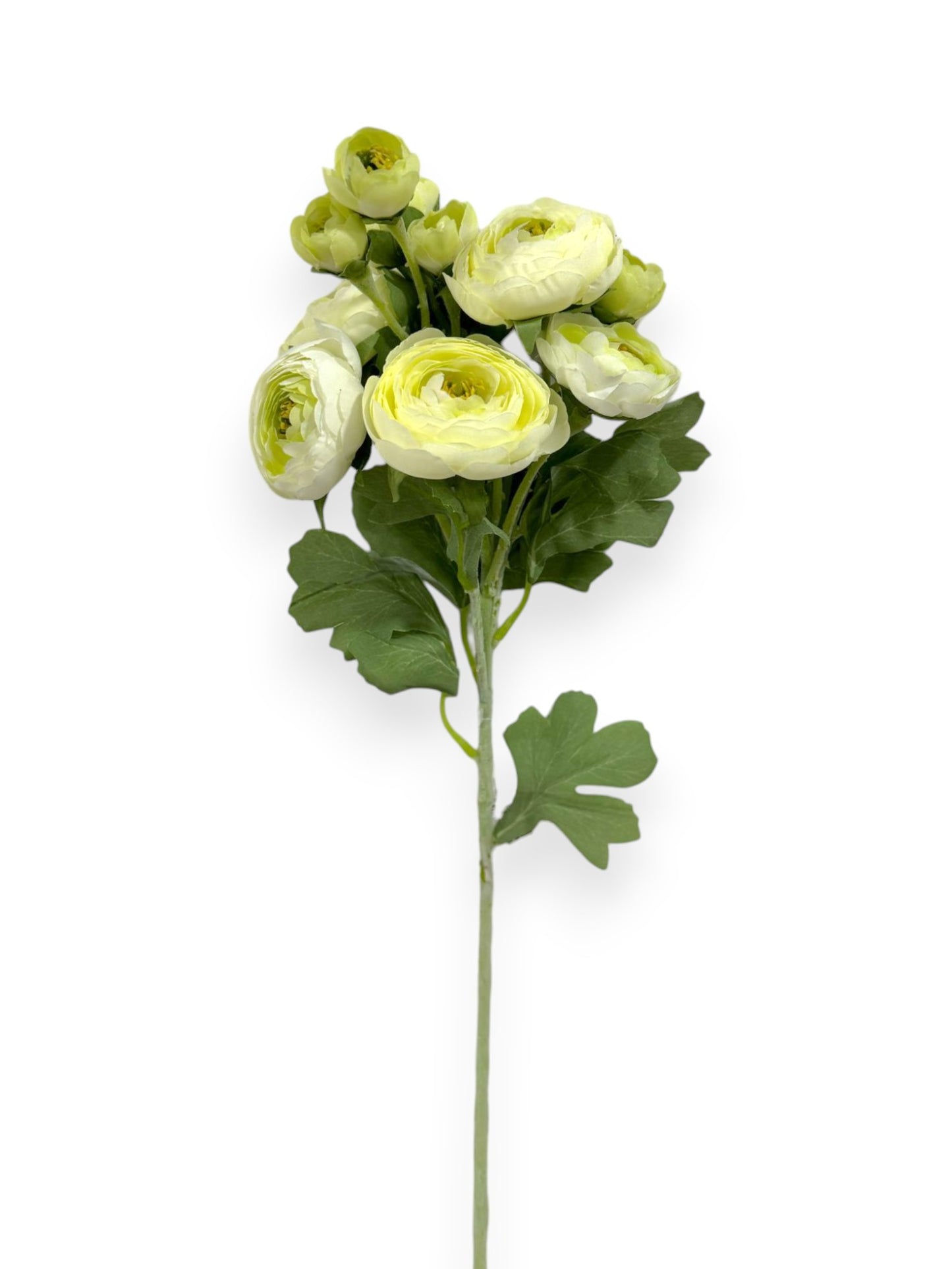 RANUNCULUS STEM 21"