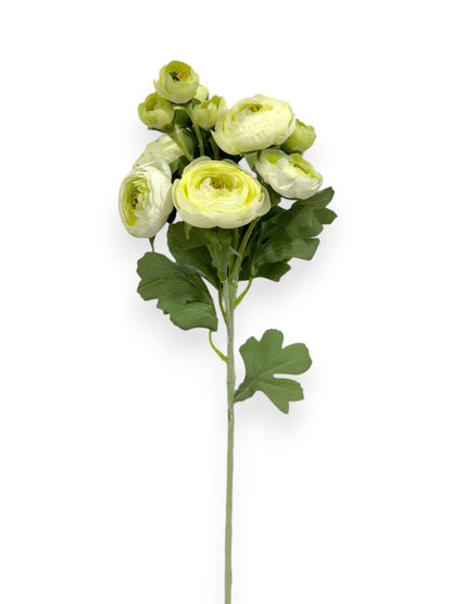 RANUNCULUS STEM 21"
