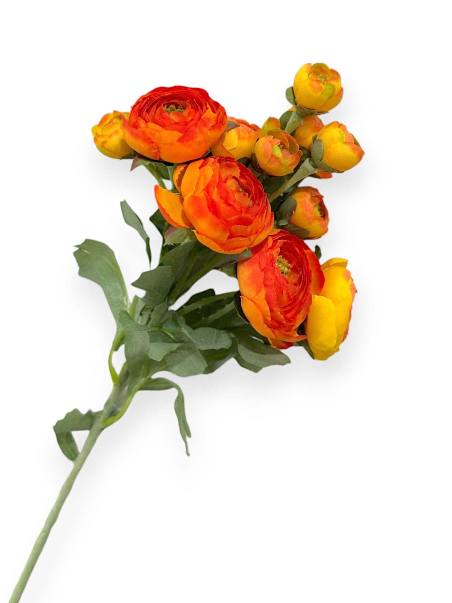 RANUNCULUS STEM 21"