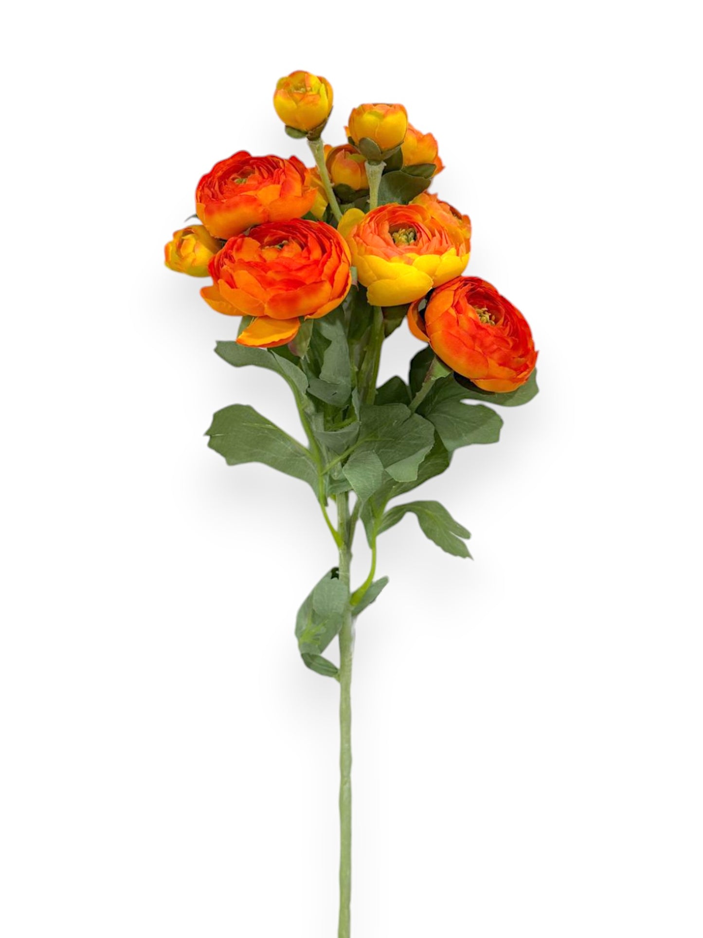 RANUNCULUS STEM 21"