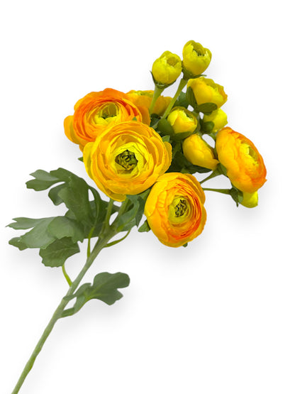 RANUNCULUS STEM 21"