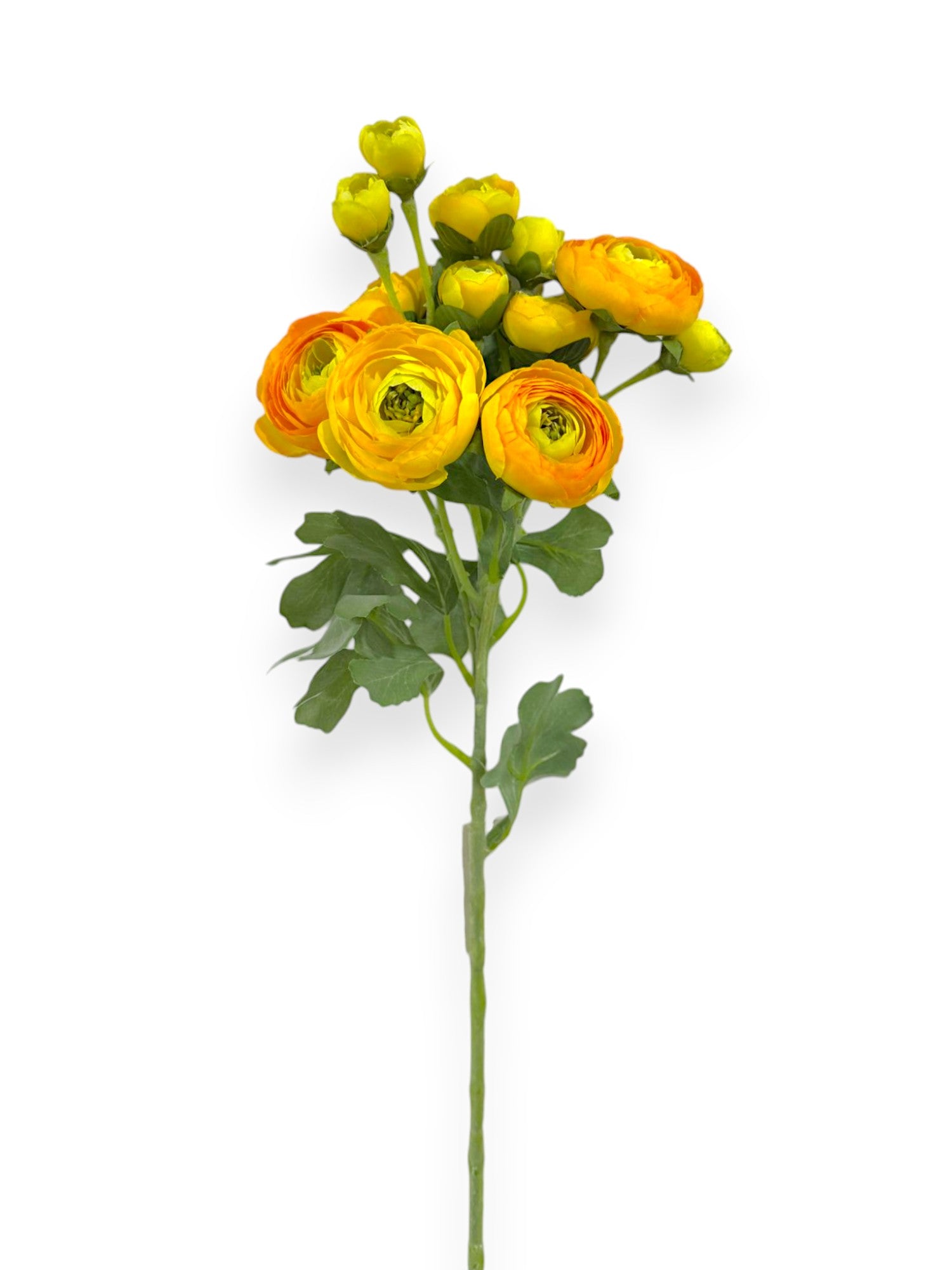 RANUNCULUS STEM 21"