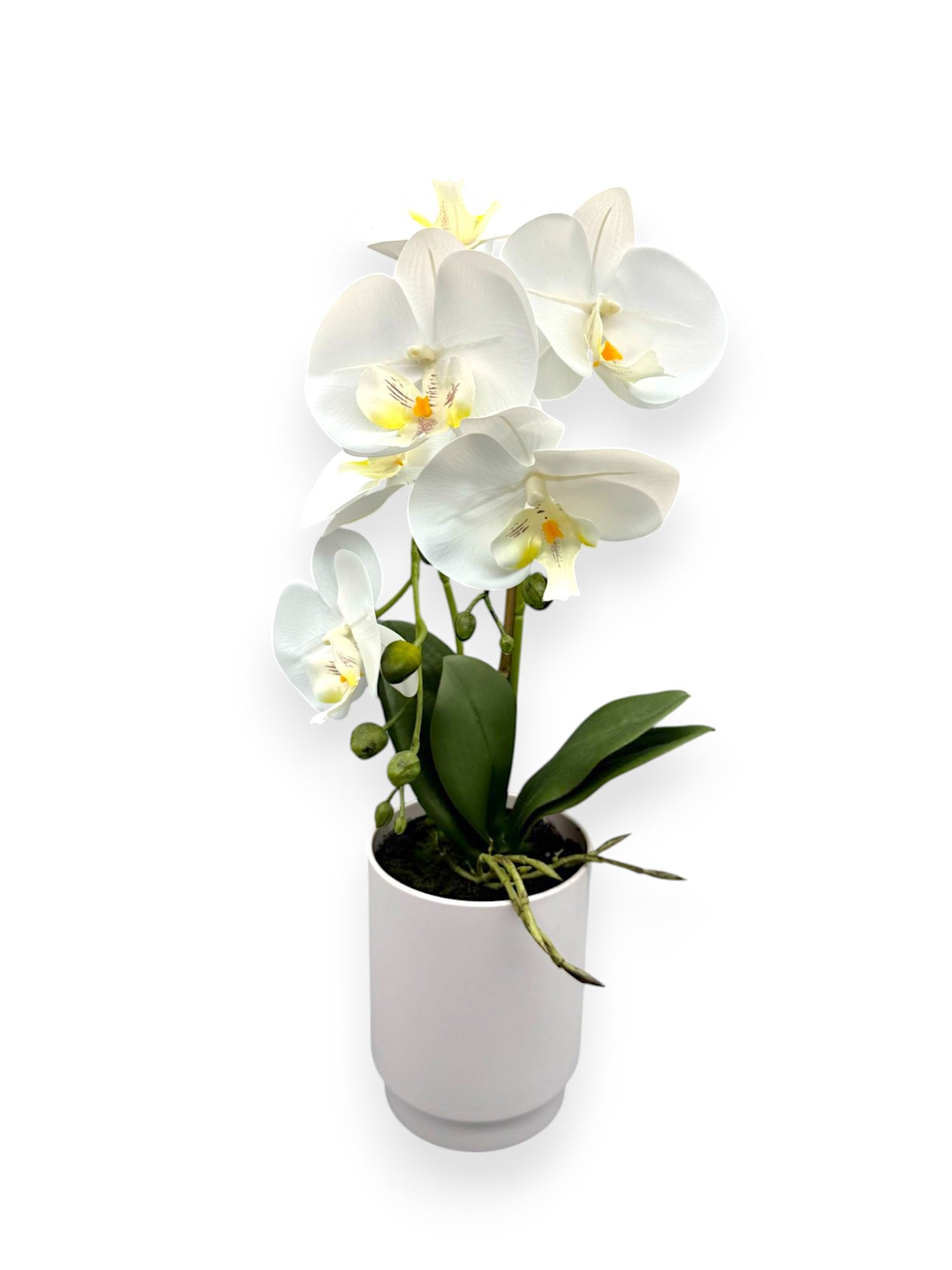 ORCHID PHALEANOPSIS W/POT 19"