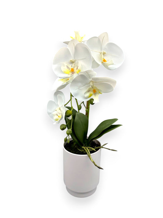 ORCHID PHALEANOPSIS W/POT 19"