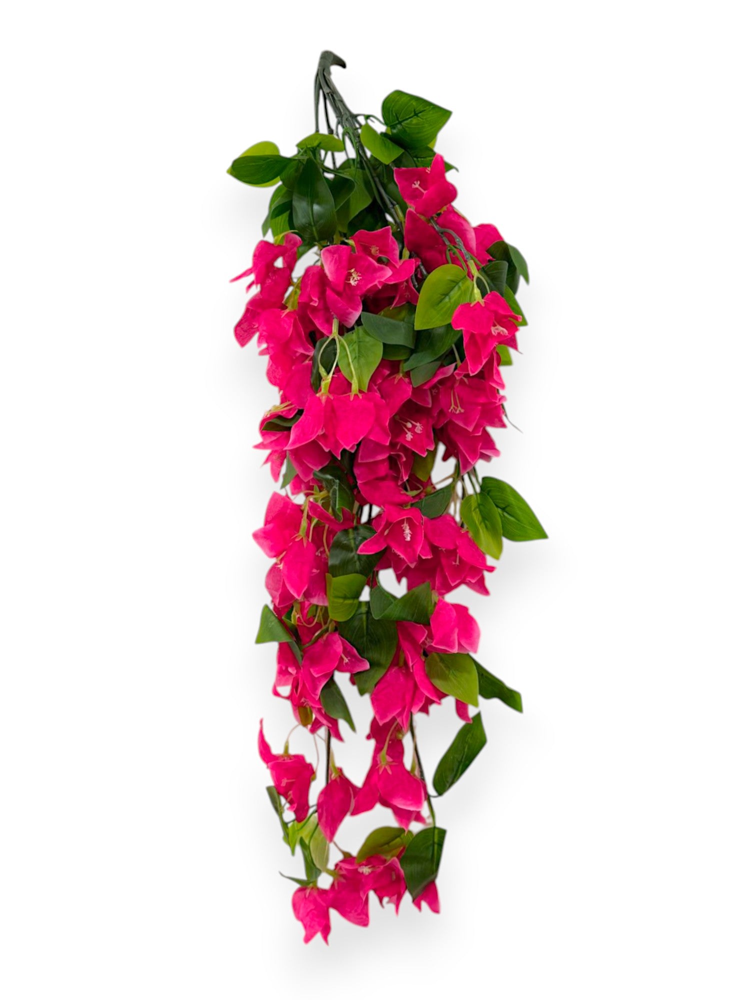 BOUGAINVILLEA BUSH 30"