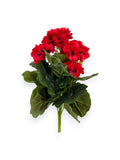 GERANIUM BUSH 14"