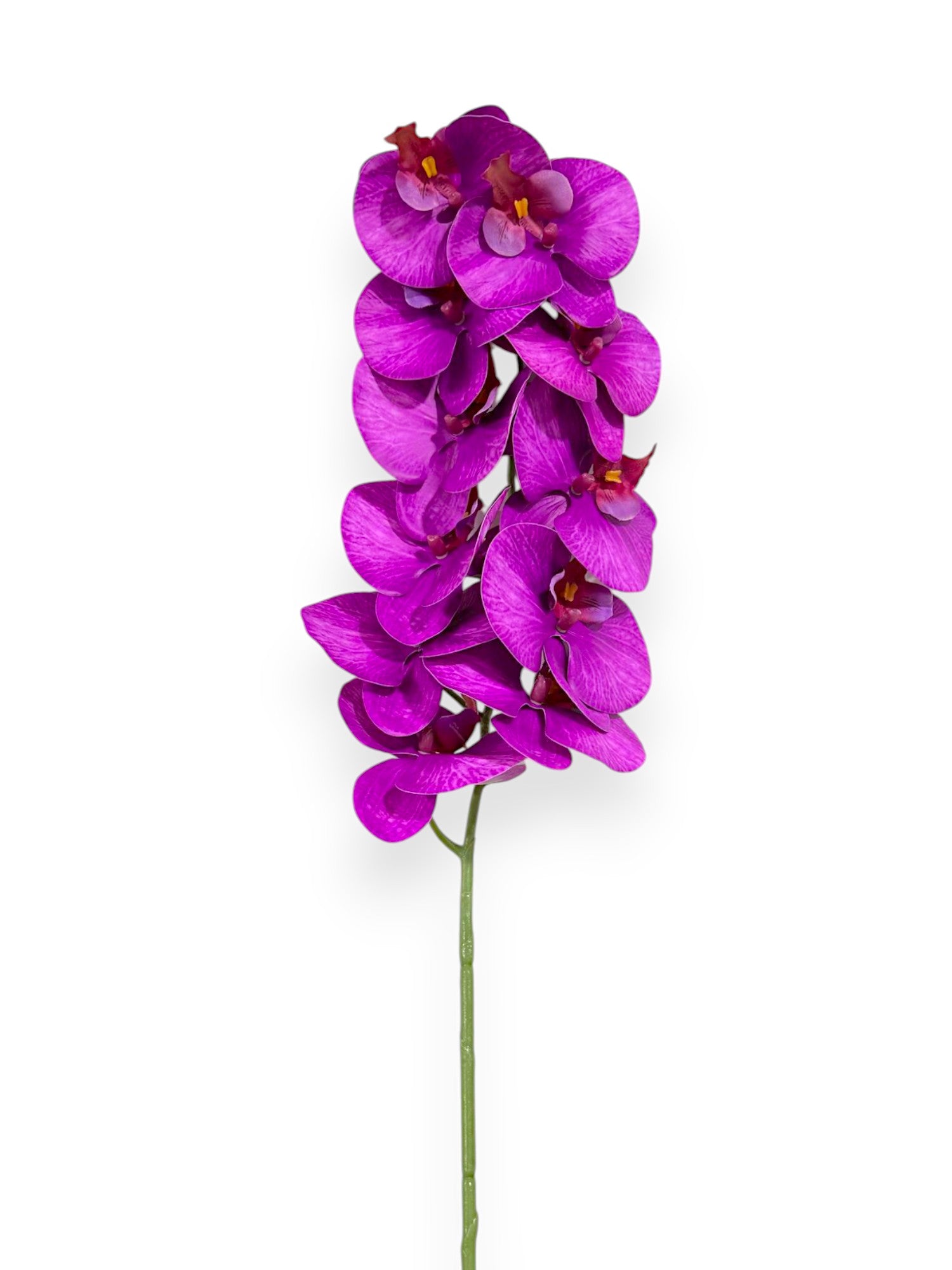 PHAL. SPRAY X11 43.5"
