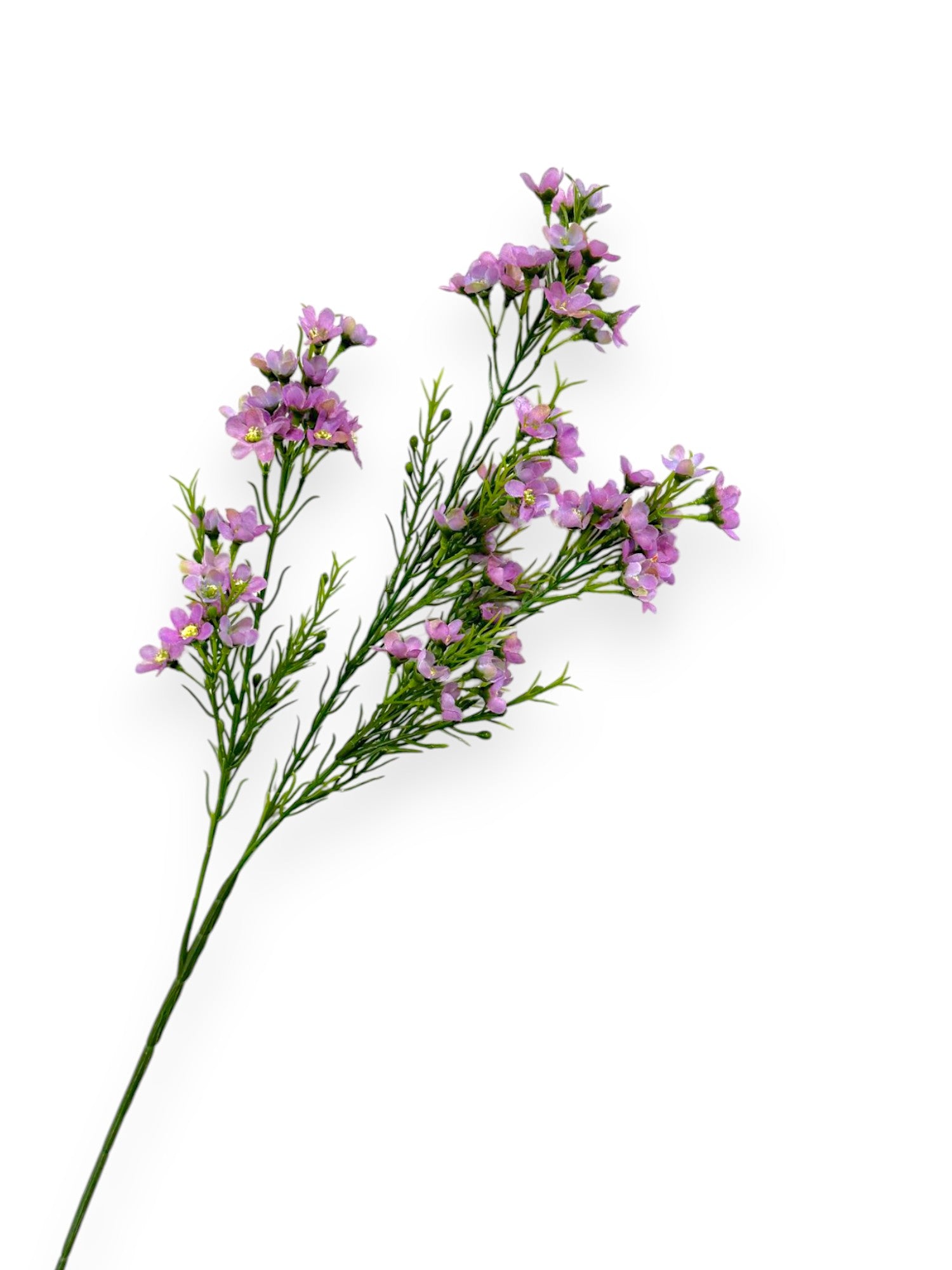 WINTERSWEET SPRX3 26"